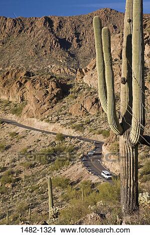 Saguaro cactus (Carnegiea gigantea) with cars on a curved road in the background, Kinney Road, Saguaro National Park, Tucson, Arizona, USA View Large Photo Image Picture - Saguaro cactus (Carnegiea gigantea) with cars on a curved road in the background, Kinney Road, Saguaro National Park, Tucson, Arizona, USA. Fotosearch
