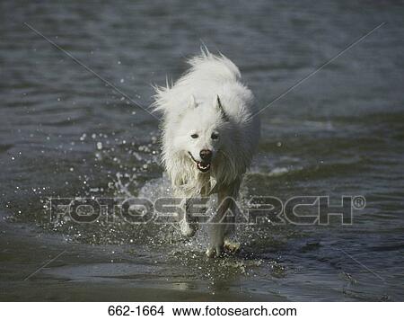 Samoyed running in water View Large Photo Image Picture - Samoyed running in water. Fotosearch