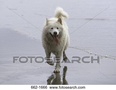Samoyed running on the beach View Large Photo Image Stock Photograph - Samoyed running on the beach. Fotosearch