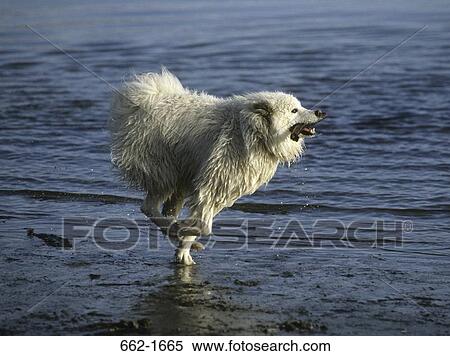 Samoyed running on the beach View Large Photo Image Stock Photography - Samoyed running on the beach. Fotosearch