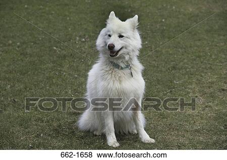 Samoyed sitting in a field View Large Photo Image Stock Photo - Samoyed sitting in a field. Fotosearch