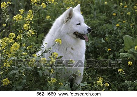 Stock Image - Samoyed sitting in a garden. Fotosearch