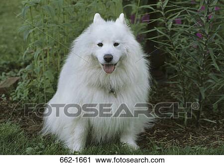 Stock Image - Samoyed sitting in a lawn. Fotosearch