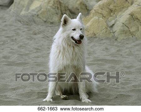 Samoyed sitting on the beach View Large Photo Image Stock Image - Samoyed sitting on the beach. Fotosearch