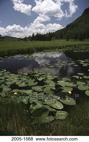San Juan National Forest Colorado USA View Large Photo Image Stock Photo - San Juan National Forest Colorado USA. Fotosearch