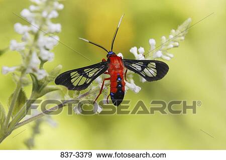 Scarlet-bodied Wasp moth (Cosmosoma myrodora) pollinating flowers View Large Photo Image Stock Photo - Scarlet-bodied Wasp moth (Cosmosoma myrodora) pollinating flowers. Fotosearch