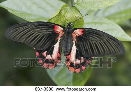 Scarlet Mormon Swallowtail butterfly (Papilio rumanzovia) on a leaf View Large Photo Image Stock Image - Scarlet Mormon Swallowtail butterfly (Papilio rumanzovia) on a leaf. Fotosearch