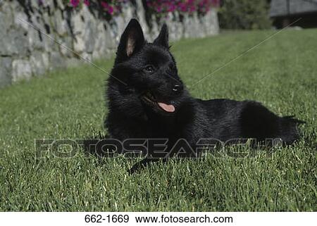 Schipperke resting on grass View Large Photo Image Stock Photo - Schipperke resting on grass. Fotosearch