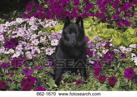 Schipperke sitting in a garden View Large Photo Image Stock Image - Schipperke sitting in a garden. Fotosearch