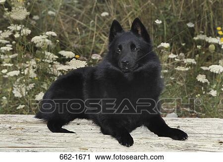 Schipperke sitting on a log View Large Photo Image Stock Image - Schipperke sitting on a log. Fotosearch