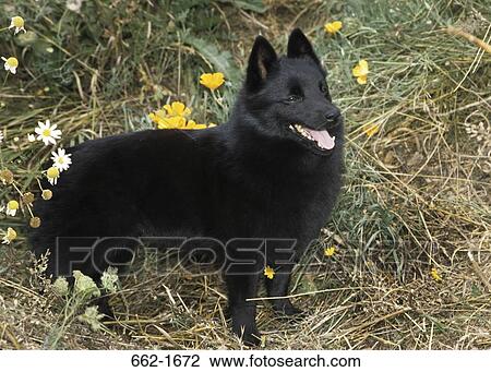 Stock Image - Schipperke standing on dried grass. Fotosearch