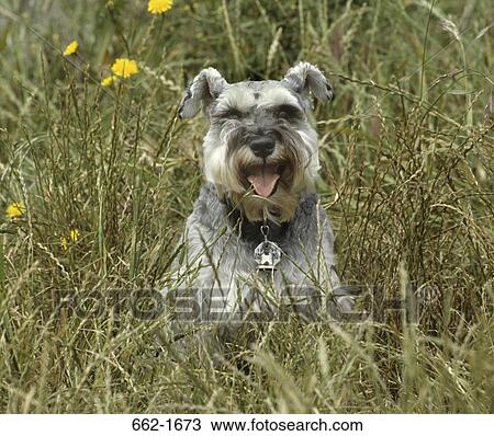 Stock Image - Schnauzer sitting in grass. Fotosearch