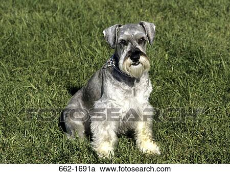 Schnauzer sitting on grass View Large Photo Image Stock Image - Schnauzer sitting on grass. Fotosearch