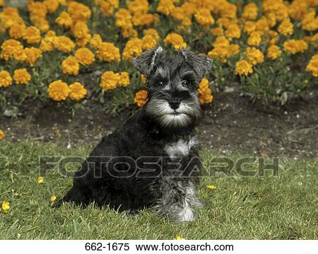 Schnauzer sitting on grass View Large Photo Image Stock Photography - Schnauzer sitting on grass. Fotosearch