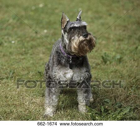 Schnauzer standing in a lawn View Large Photo Image Picture - Schnauzer standing in a lawn. Fotosearch