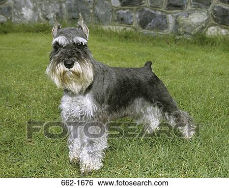 Stock Photograph - Schnauzer standing in a lawn. Fotosearch