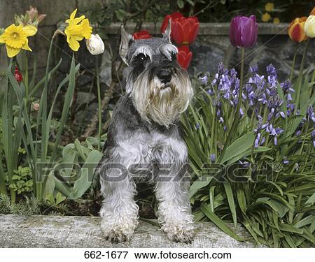Stock Photo - Schnauzer standing on a log. Fotosearch