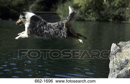 Shetland Sheepdog jumping into the river View Large Photo Image Stock Photograph - Shetland Sheepdog jumping into the river. Fotosearch
