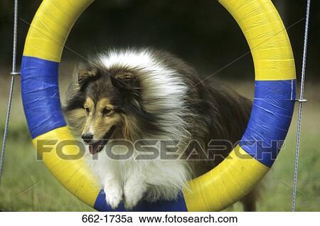 Shetland Sheepdog leaping through a hoop View Large Photo Image Stock Image - Shetland Sheepdog leaping through a hoop. Fotosearch