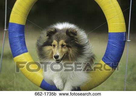 Shetland Sheepdog leaping through a hoop View Large Photo Image Stock Image - Shetland Sheepdog leaping through a hoop. Fotosearch