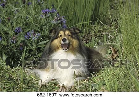 Stock Photo - Shetland Sheepdog sitting in a field. Fotosearch