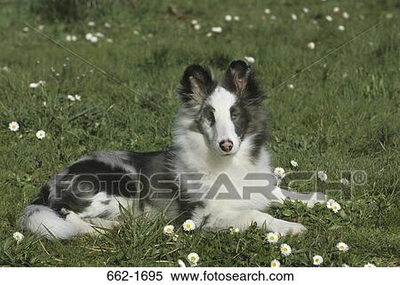Stock Photography - Shetland Sheepdog sitting in a park. Fotosearch