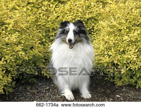 Shetland Sheepdog sitting in front of bush View Large Photo Image Stock Image - Shetland Sheepdog sitting in front of bush. Fotosearch