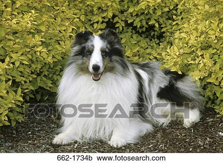 Shetland Sheepdog sitting in front of bush View Large Photo Image Stock Image - Shetland Sheepdog sitting in front of bush. Fotosearch