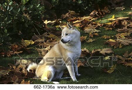 Shiba Inu dog sitting in a field View Large Photo Image Stock Image - Shiba Inu dog sitting in a field. Fotosearch