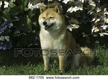 Shiba Inu dog sitting in a garden View Large Photo Image Stock Photography - Shiba Inu dog sitting in a garden. Fotosearch