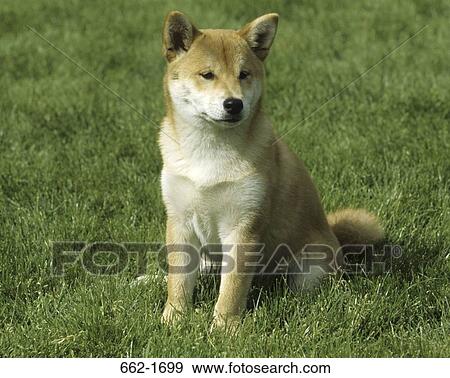 Shiba Inu dog sitting in a park View Large Photo Image Stock Photo - Shiba Inu dog sitting in a park. Fotosearch