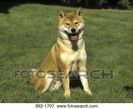 Shiba Inu dog sitting in a park View Large Photo Image Stock Photo - Shiba Inu dog sitting in a park. Fotosearch