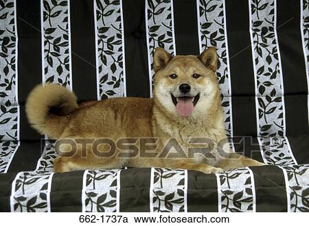 Shiba Inu dog sitting on a couch View Large Photo Image Stock Image - Shiba Inu dog sitting on a couch. Fotosearch