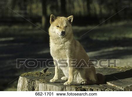 Shiba Inu dog sitting on a tree stump View Large Photo Image Stock Image - Shiba Inu dog sitting on a tree stump. Fotosearch