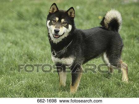 Stock Photo - Shiba Inu dog standing in a field. Fotosearch