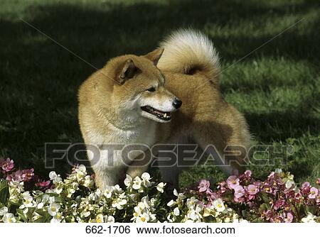 Shiba Inu dog standing in a garden View Large Photo Image Stock Photograph - Shiba Inu dog standing in a garden. Fotosearch