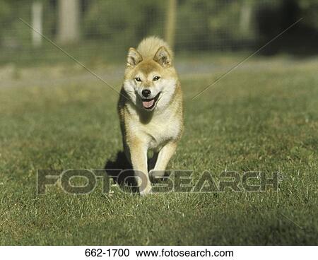 Shiba Inu dog walking in a park View Large Photo Image Stock Image - Shiba Inu dog walking in a park. Fotosearch
