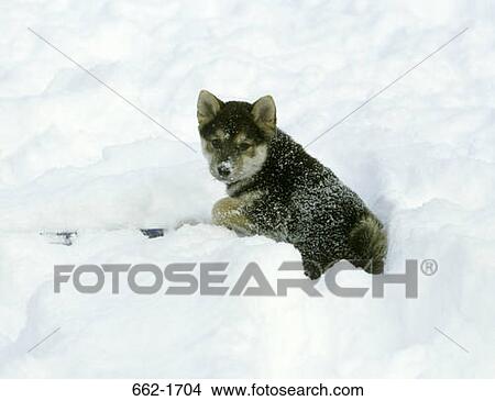 Shiba Inu puppy sitting in snow View Large Photo Image Picture - Shiba Inu puppy sitting in snow. Fotosearch