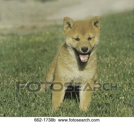 Stock Image - Shiba Inu puppy standing in a field. Fotosearch