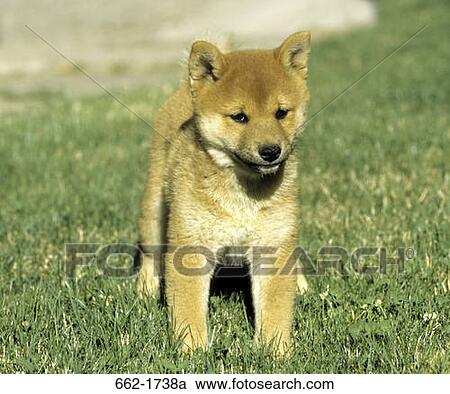 Shiba Inu puppy standing in a park View Large Photo Image Stock Image - Shiba Inu puppy standing in a park. Fotosearch