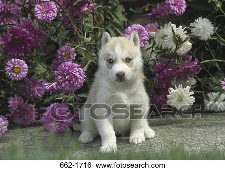 Siberian Husky puppy sitting in a garden View Large Photo Image Stock Photograph - Siberian Husky puppy sitting in a garden. Fotosearch