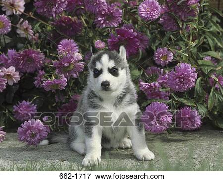 Siberian Husky puppy sitting in garden View Large Photo Image Stock Photo - Siberian Husky puppy sitting in garden. Fotosearch