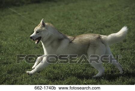 Siberian Husky running in a park View Large Photo Image Stock Image - Siberian Husky running in a park. Fotosearch