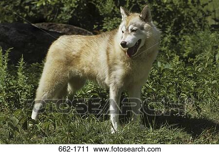 Siberian Husky standing in a garden View Large Photo Image Stock Image - Siberian Husky standing in a garden. Fotosearch