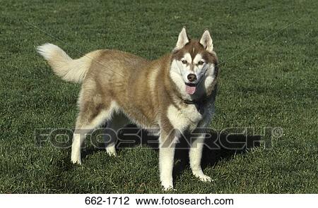 Stock Image - Siberian Husky standing in a park. Fotosearch