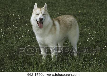 Siberian Husky standing in a park View Large Photo Image Stock Image - Siberian Husky standing in a park. Fotosearch
