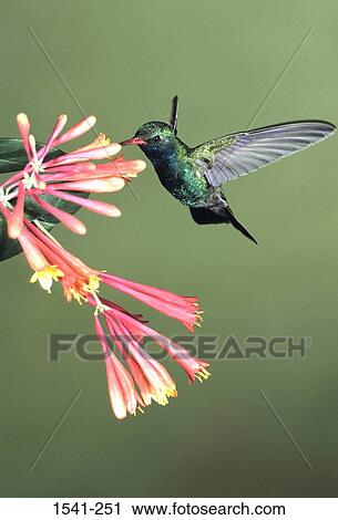 Side profile of a Broad-Billed hummingbird (Cynanthus latirostris) hovering on a flower View Large Photo Image Stock Image - Side profile of a Broad-Billed hummingbird (Cynanthus latirostris) hovering on a flower. Fotosearch