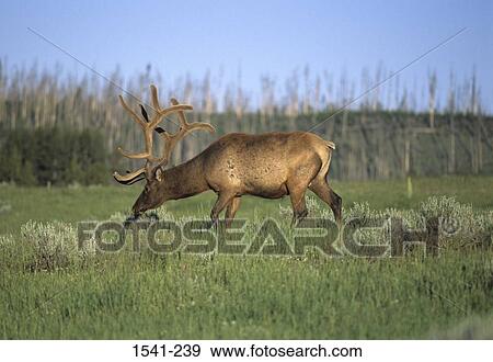 Stock Photo - Side profile of a Bull elk (Cervus elaphus) grazing in a forest. Fotosearch