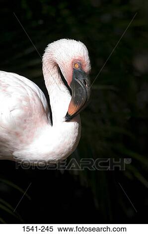 Side profile of a flamingo preening itself View Large Photo Image Stock Photography - Side profile of a flamingo preening itself. Fotosearch