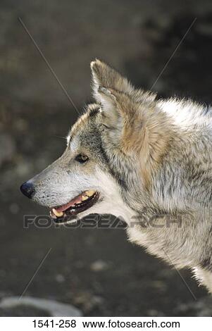 Side profile of a Mexican wolf (Canis lupus baileyi) View Large Photo Image Stock Photo - Side profile of a Mexican wolf (Canis lupus baileyi). Fotosearch